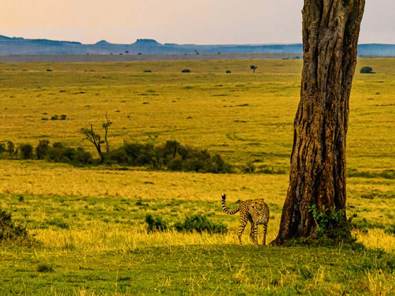Foto Safari Afrika foto