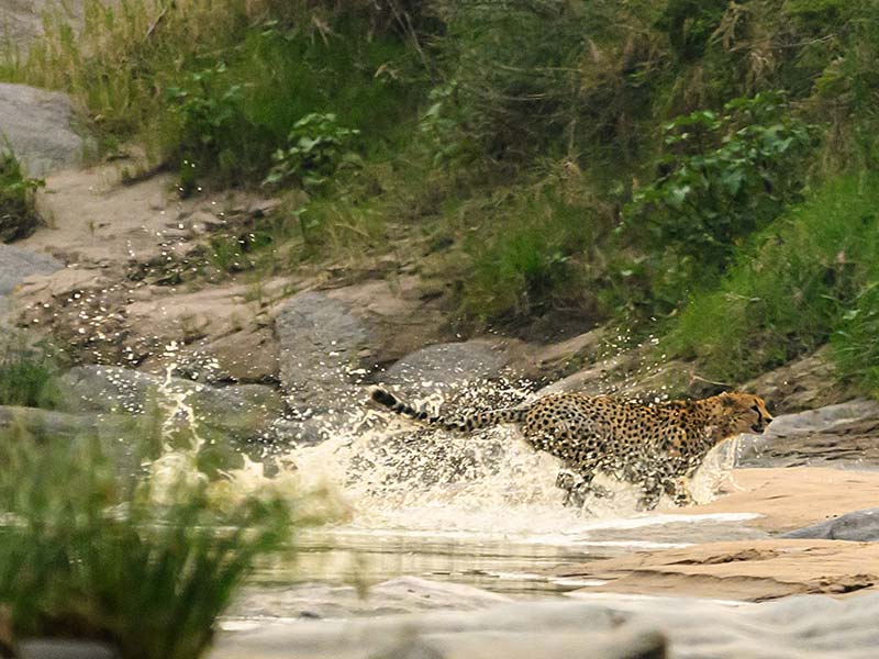 Foto Safari Afrika foto