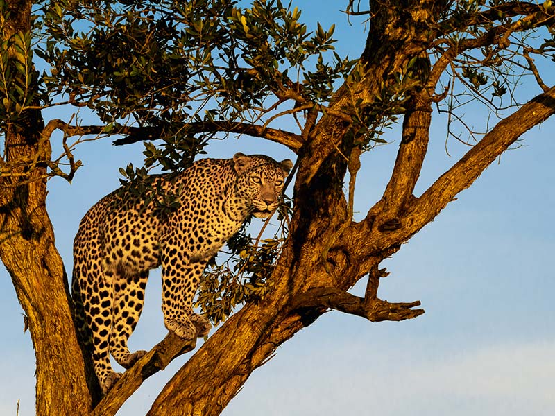 Foto Safari Afrika foto