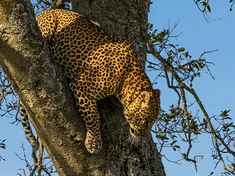 Foto Safari Afrika foto