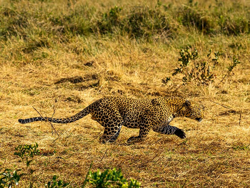 Foto Safari Afrika foto