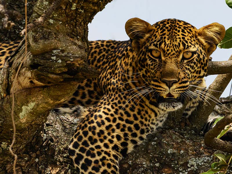 Foto Safari Afrika foto