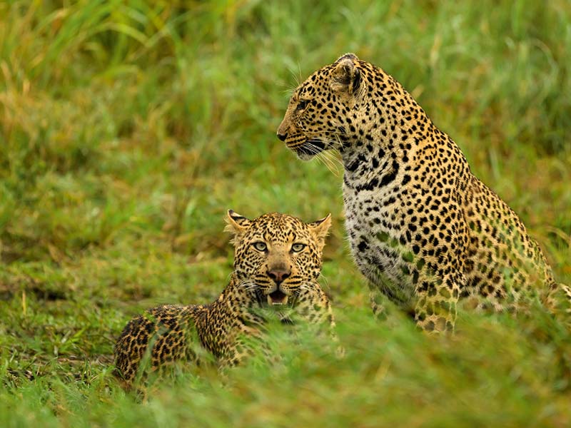 Foto Safari Afrika foto