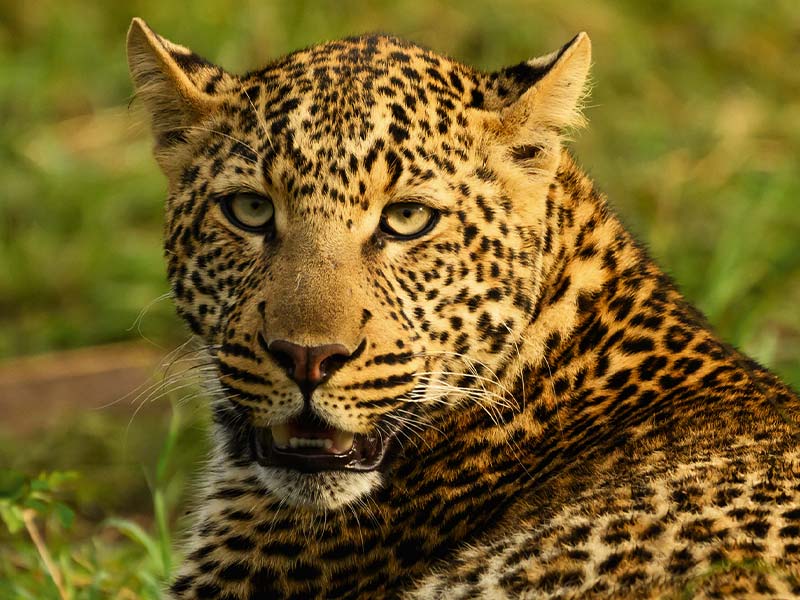 Foto Safari Afrika foto