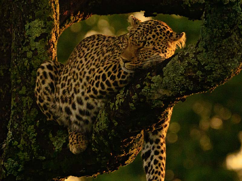 Foto Safari Afrika foto