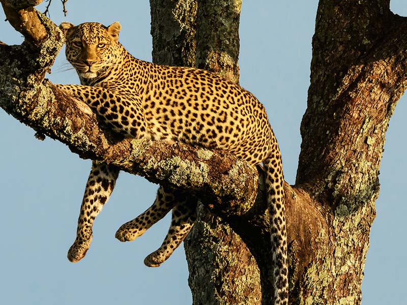 Foto Safari Afrika foto