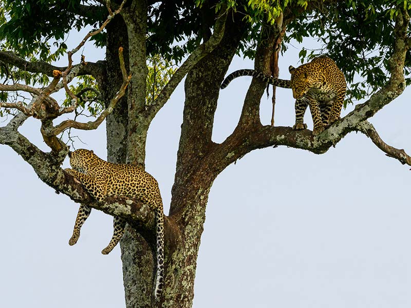 Foto Safari Afrika foto