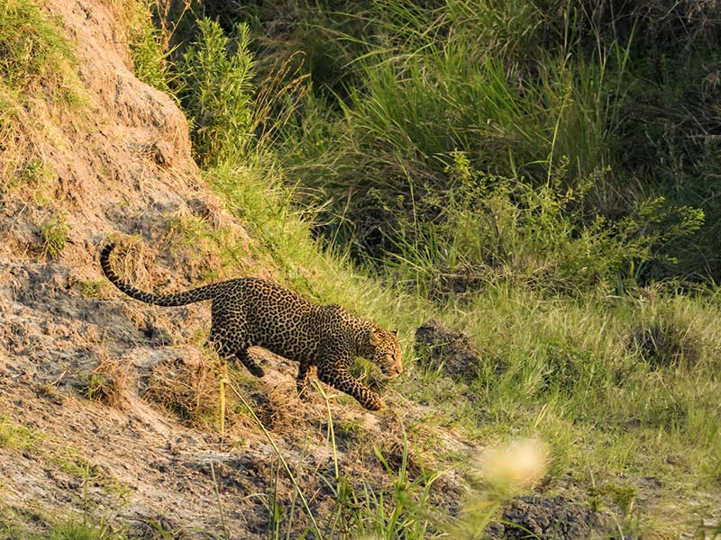 Foto Safari Afrika foto