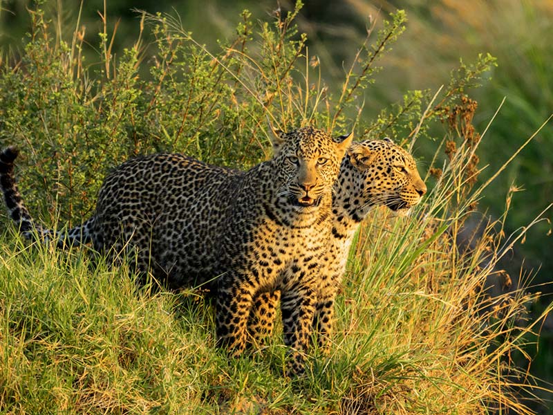 Foto Safari Afrika foto