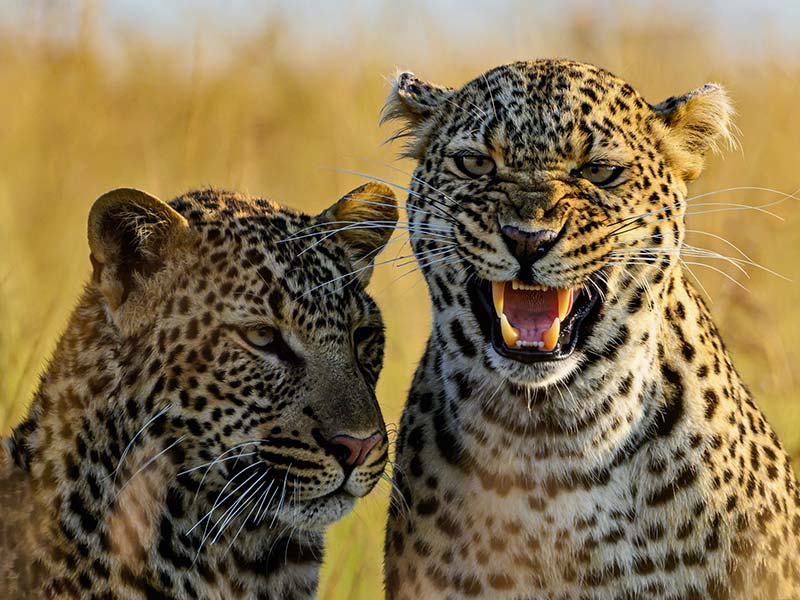 Foto Safari Afrika foto