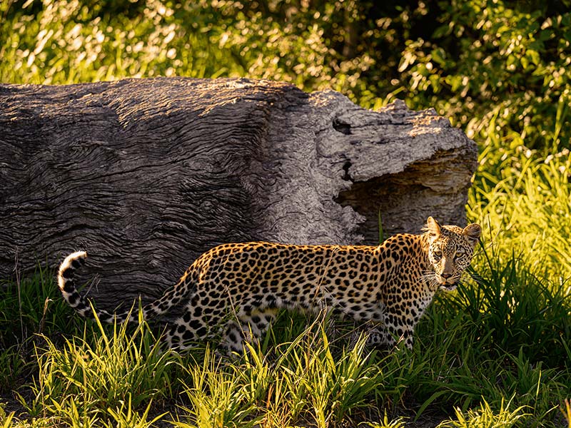 Foto Safari Afrika foto