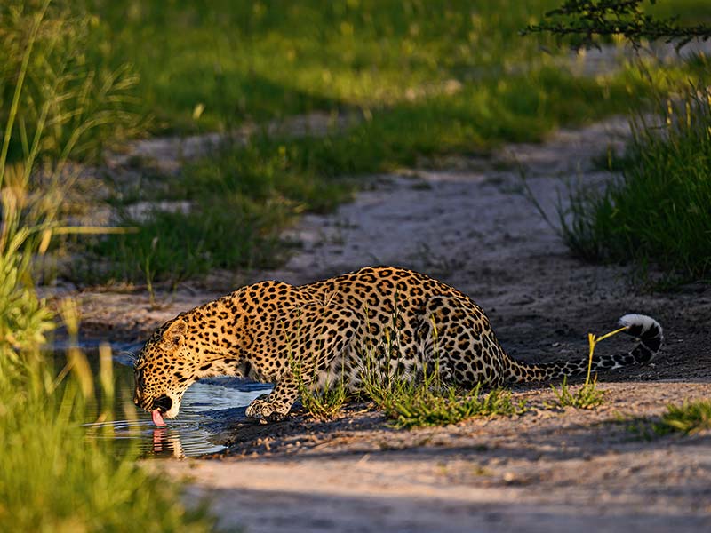 Foto Safari Afrika foto