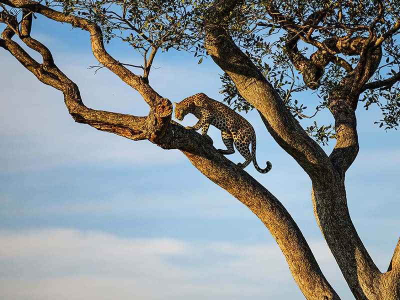 Foto Safari Afrika foto