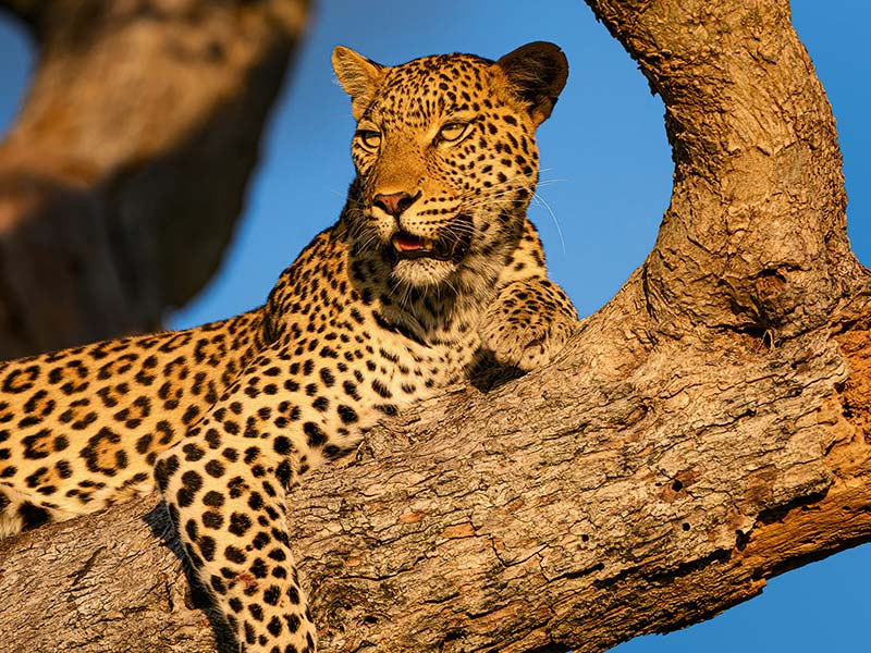 Foto Safari Afrika foto