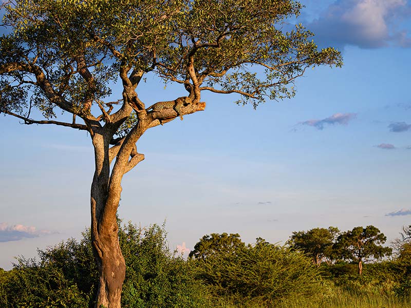 Foto Safari Afrika foto