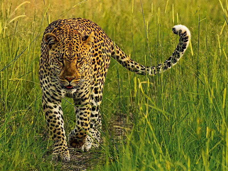 Foto Safari Afrika foto