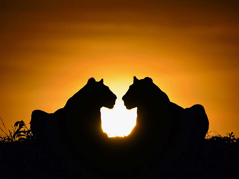 Foto Safari Afrika foto