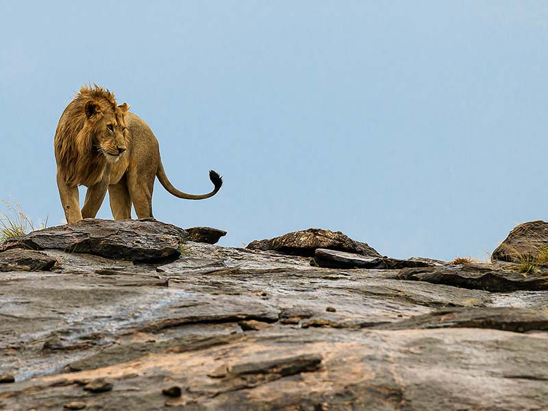 Foto Safari Afrika foto