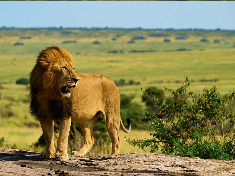 Foto Safari Afrika foto