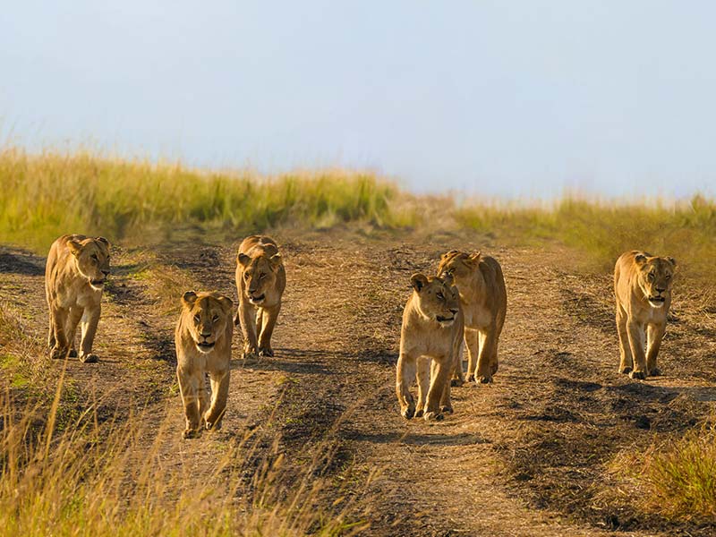 Foto Safari Afrika foto
