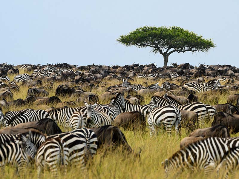 Foto Safari Afrika foto