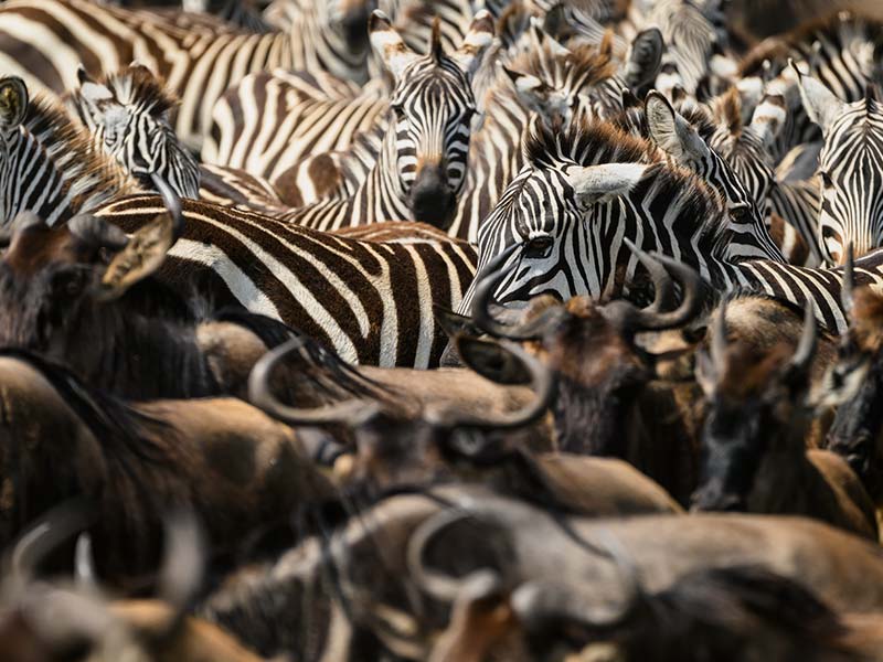 Foto Safari Afrika foto