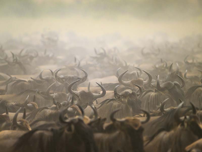 Foto Safari Afrika foto