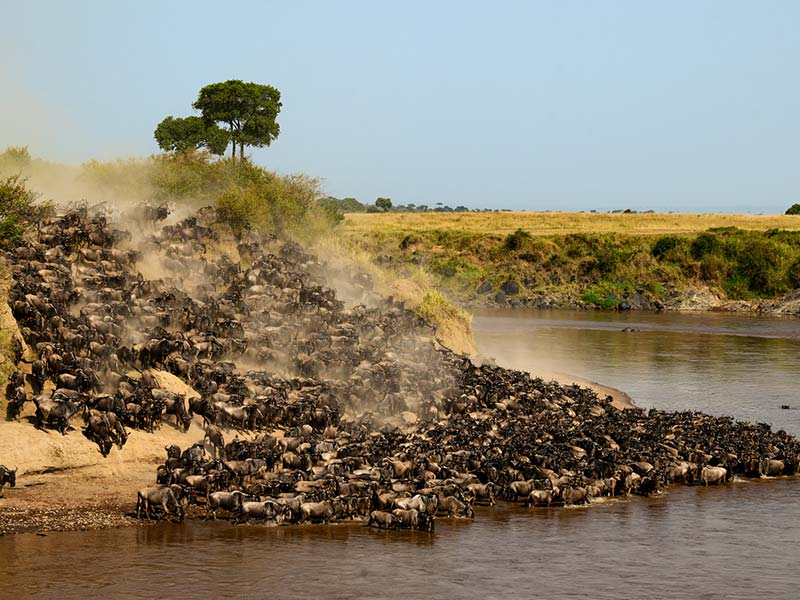 Foto Safari Afrika foto