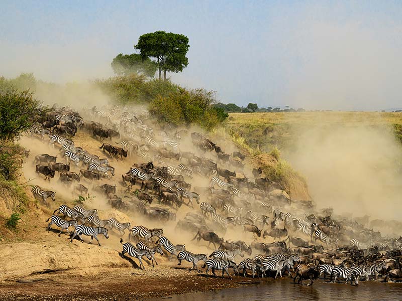Foto Safari Afrika foto
