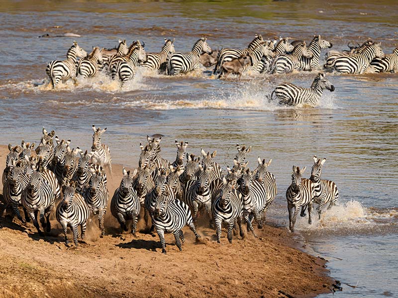 Foto Safari Afrika foto