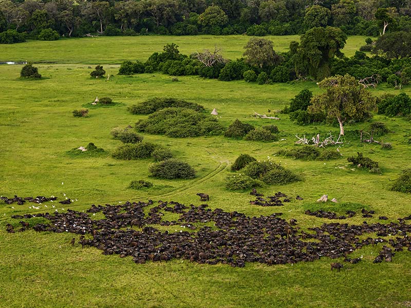 Foto Safari Afrika foto