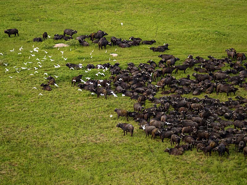 Foto Safari Afrika foto