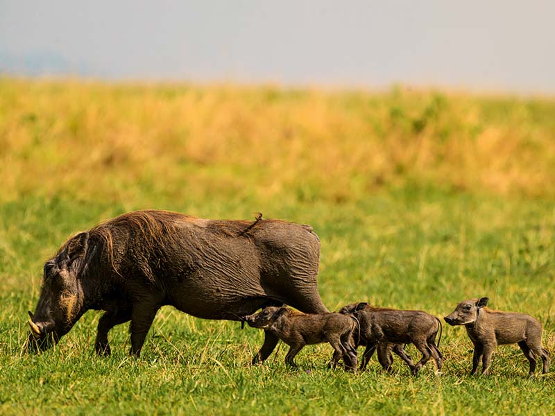 Foto Safari Afrika foto