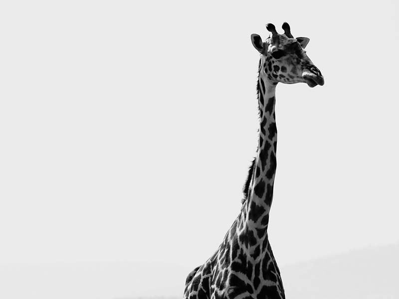 Foto Safari Afrika foto