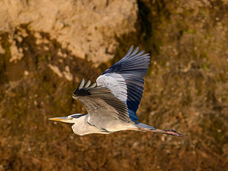 Foto Safari Afrika foto