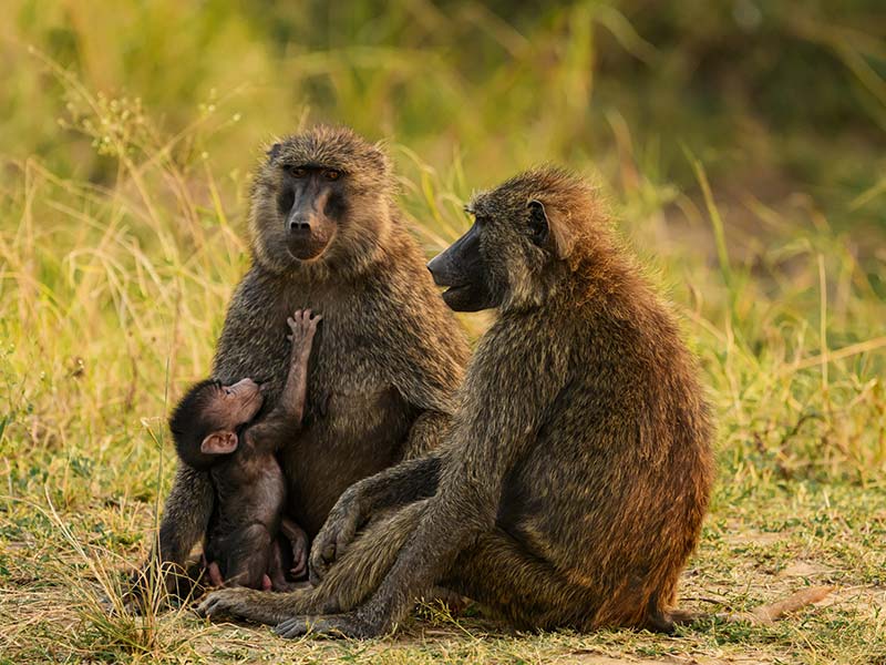 Foto Safari Afrika foto