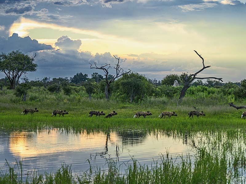 Foto Safari Afrika foto