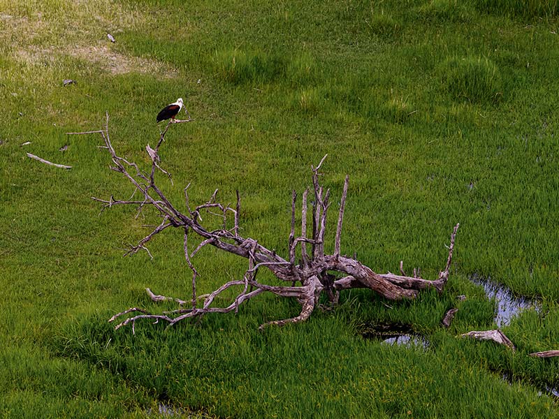 Foto Safari Afrika foto