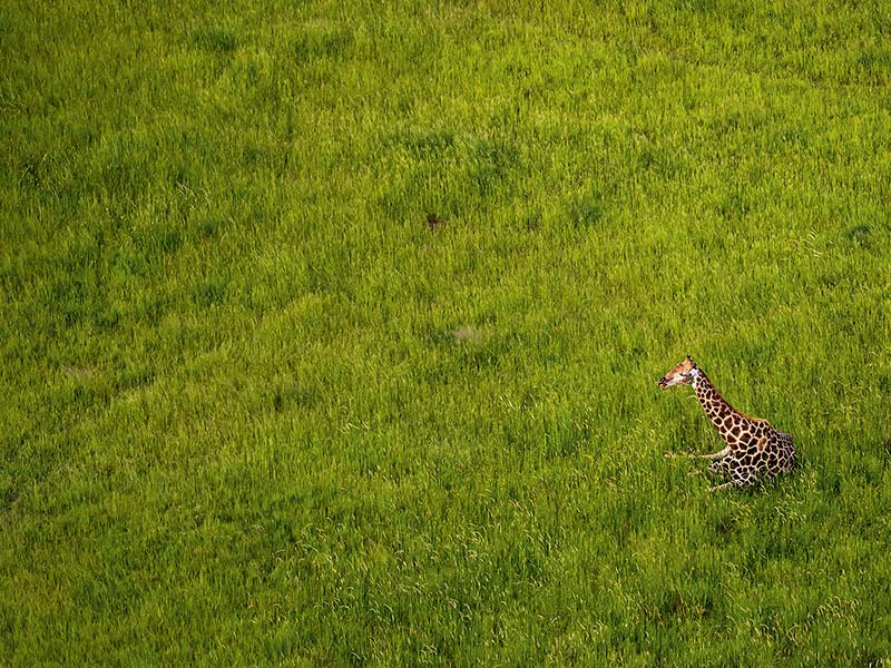 Foto Safari Afrika foto