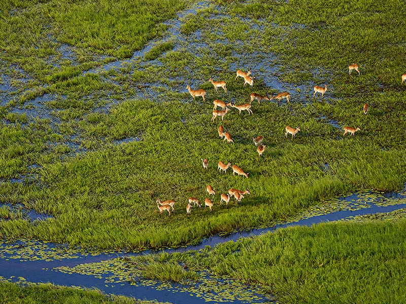 Foto Safari Afrika foto