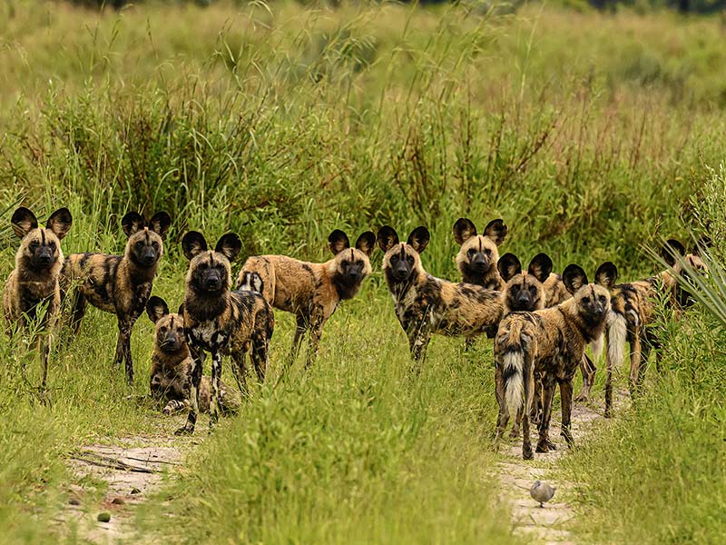 Foto Safari Afrika foto