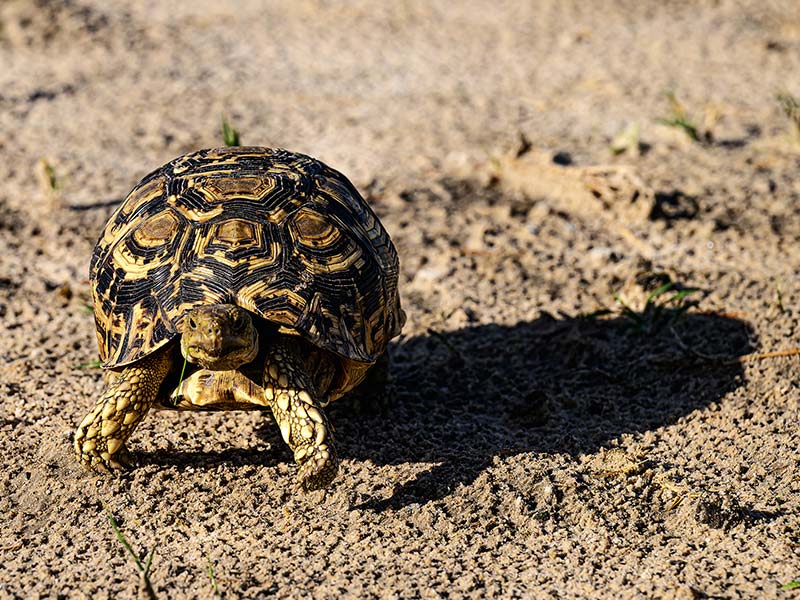 Foto Safari Afrika foto