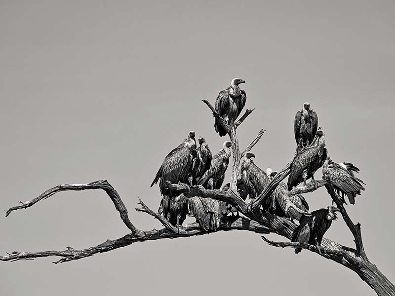 Foto Safari Afrika foto