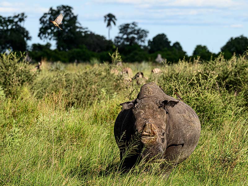 Foto Safari Afrika foto