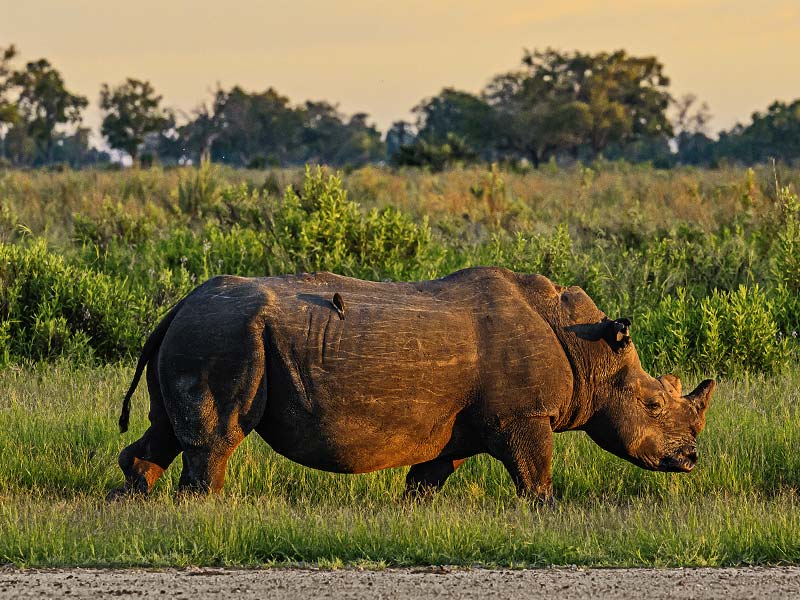 Foto Safari Afrika foto