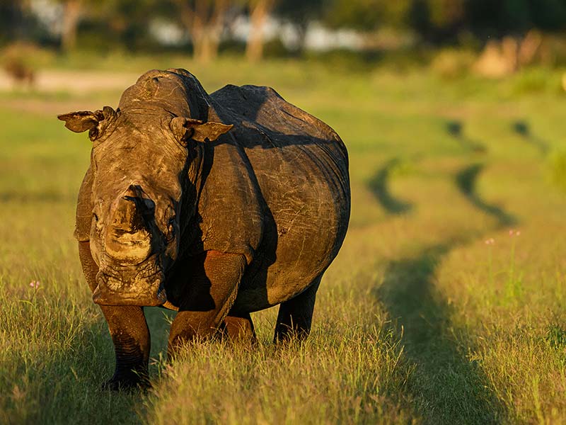 Foto Safari Afrika foto