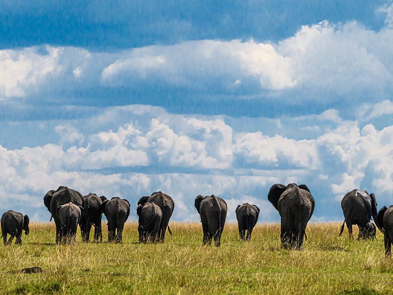 Foto Safari Afrika foto