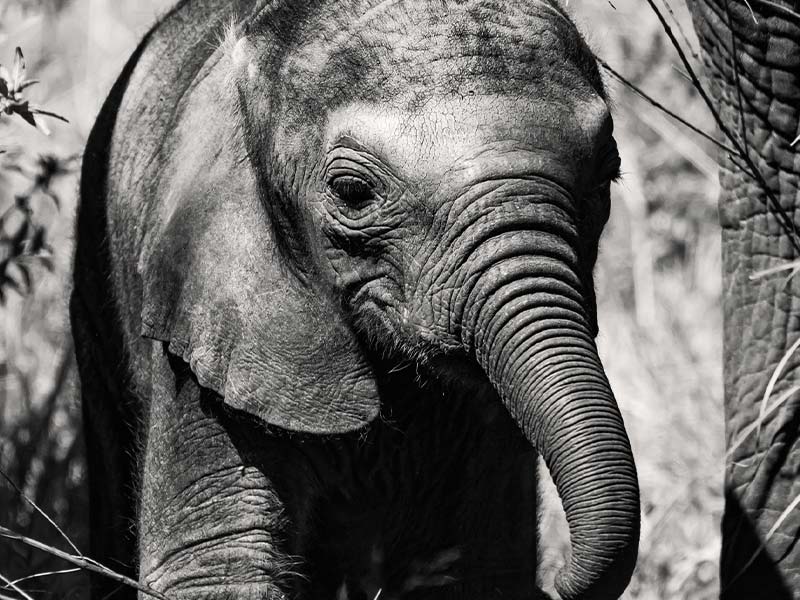 Foto Safari Afrika foto