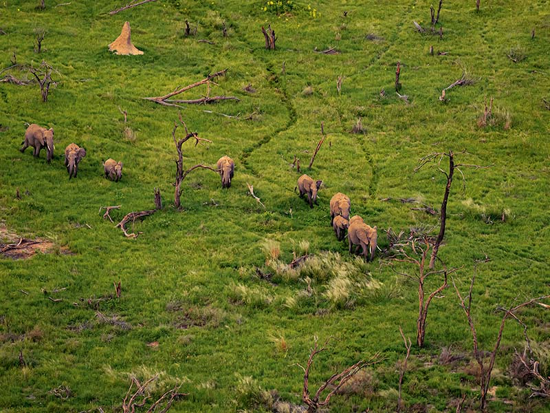 Foto Safari Afrika foto