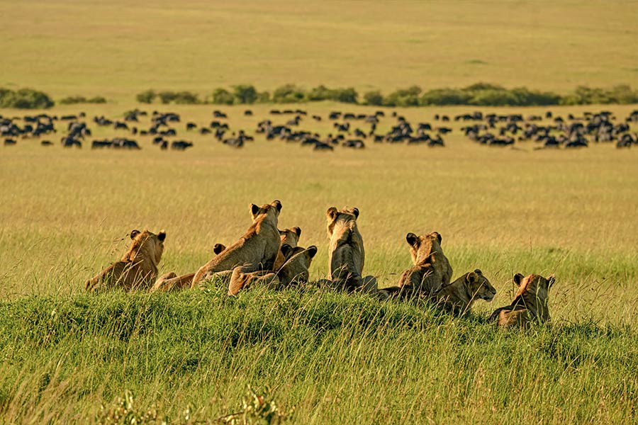 Private Safari Travel foto